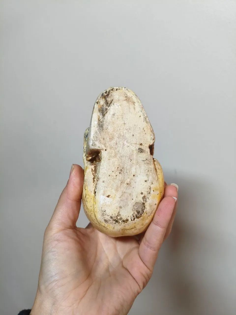 Caveira decorativa decoração  - Foto 4