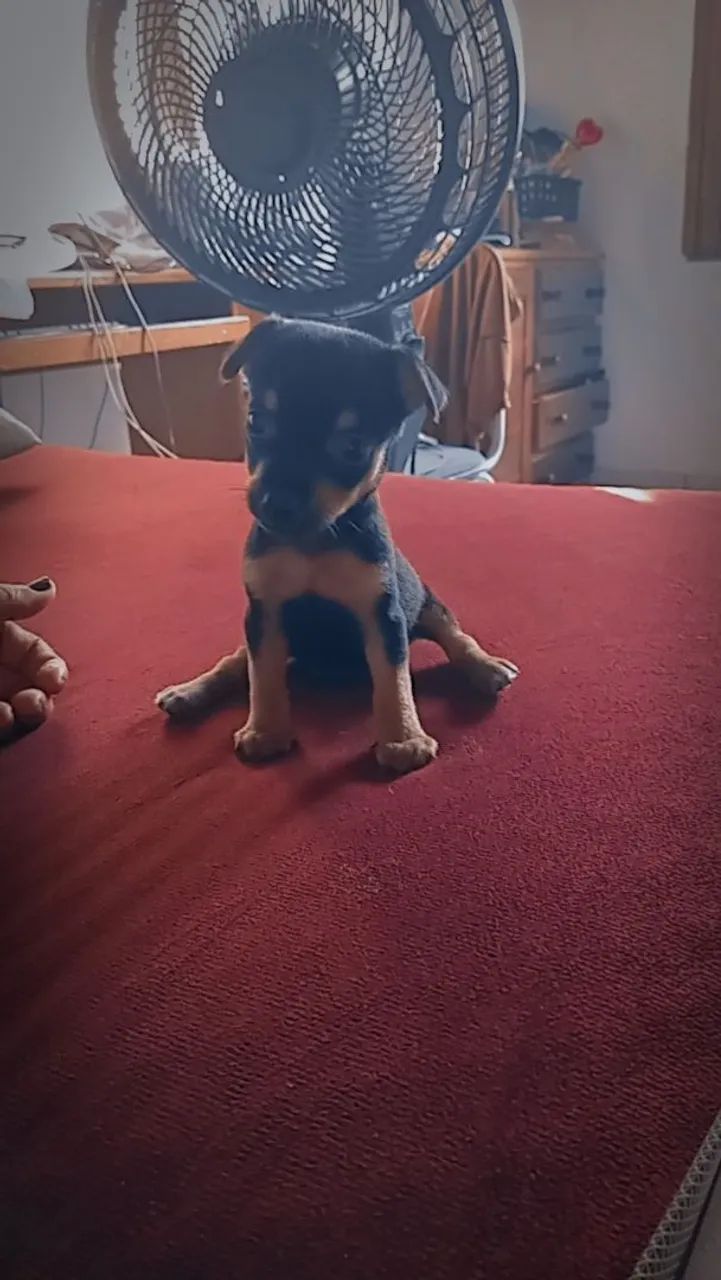 Duas cachorrinhas a venda.