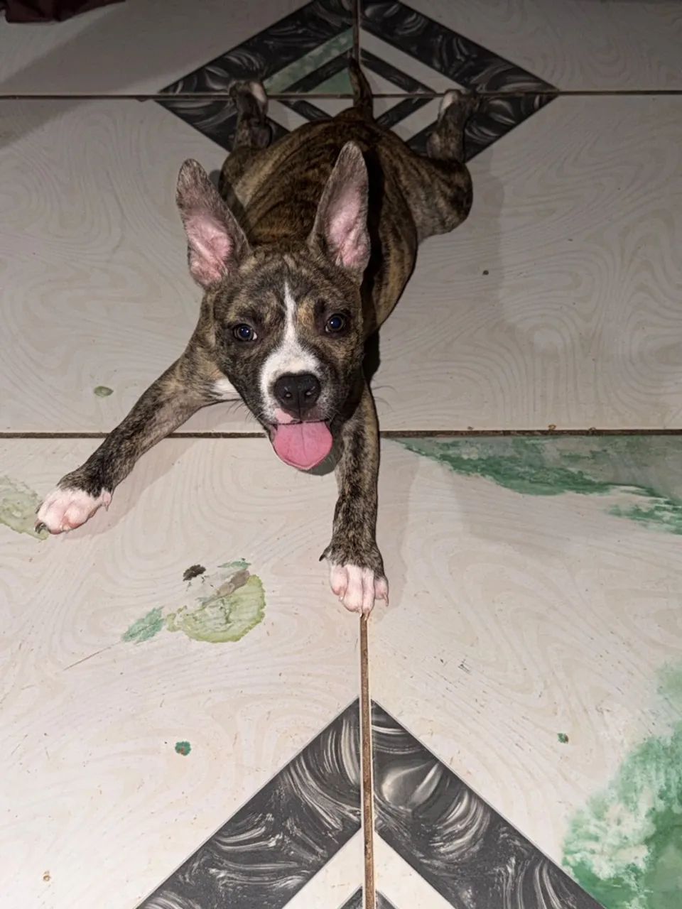 Vendo essa cachorra pitbull 