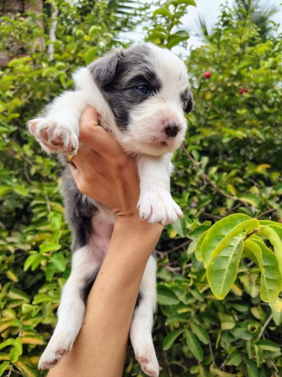 Filhote de Border Collie com pedigree CBKC 