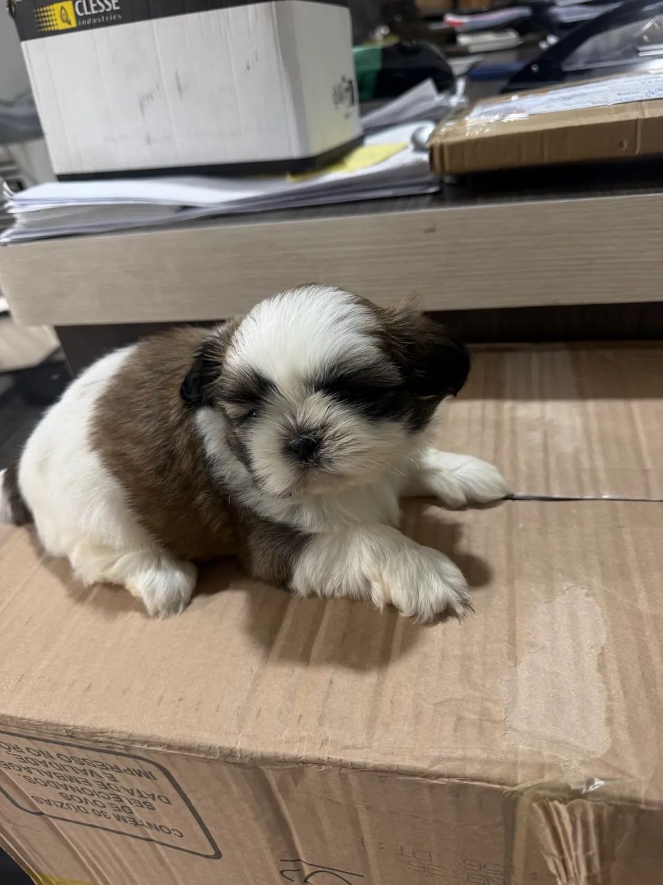 Fêmea shi-tzu