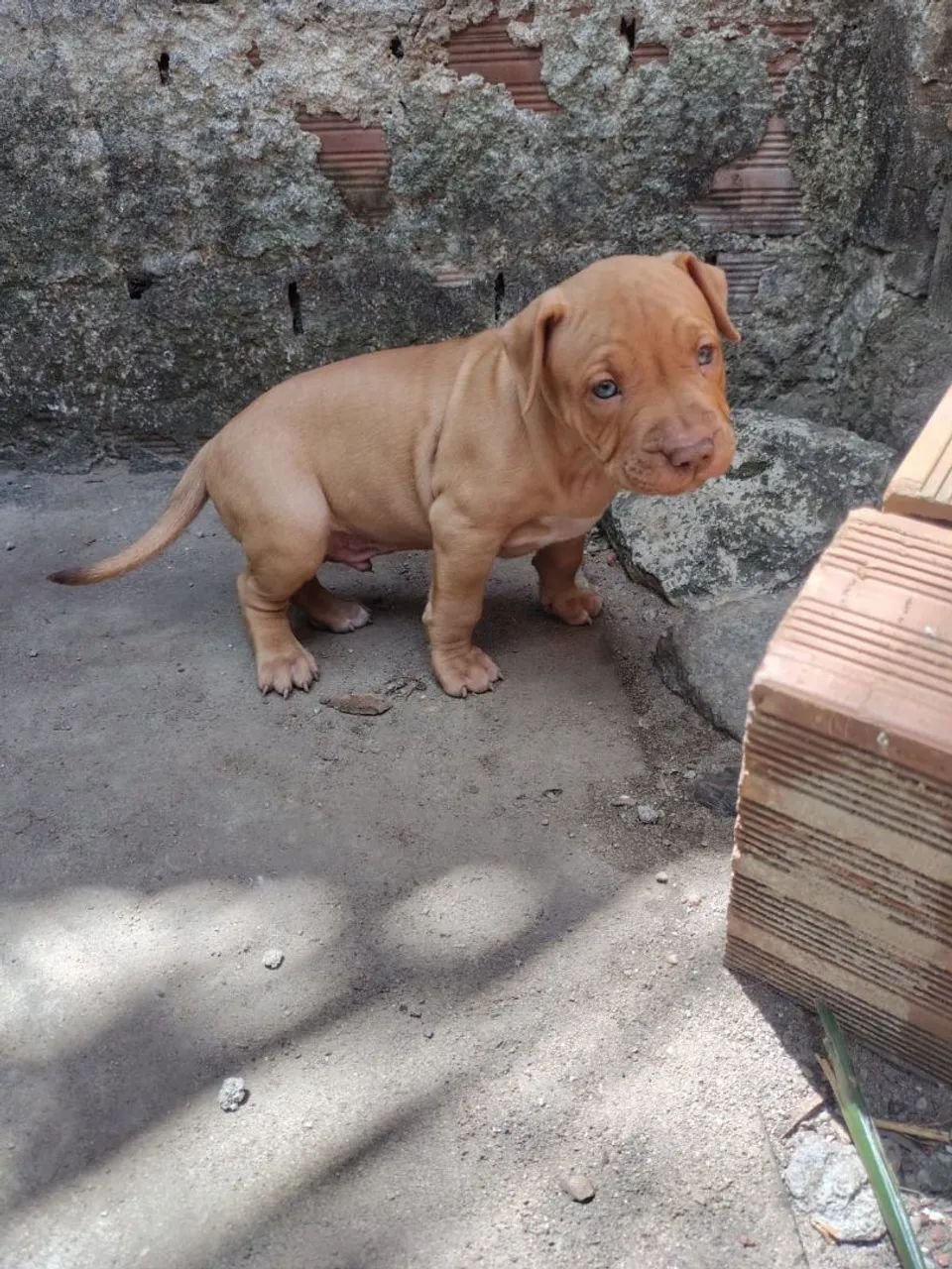 Filhotes de Pitbull  14-08-2026