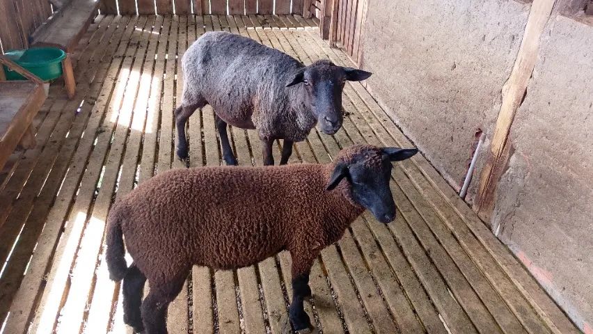 Ovelha texel com cordeiro  - Foto 3