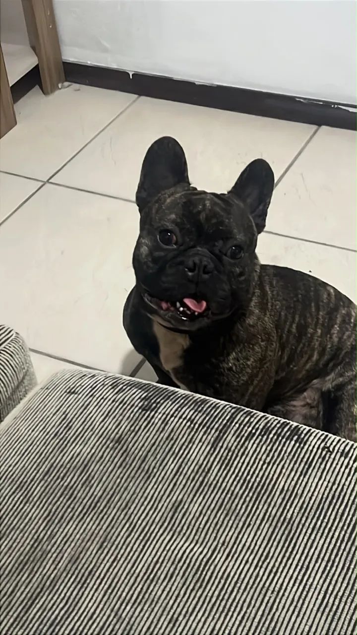 Buldog francês  - Foto 4