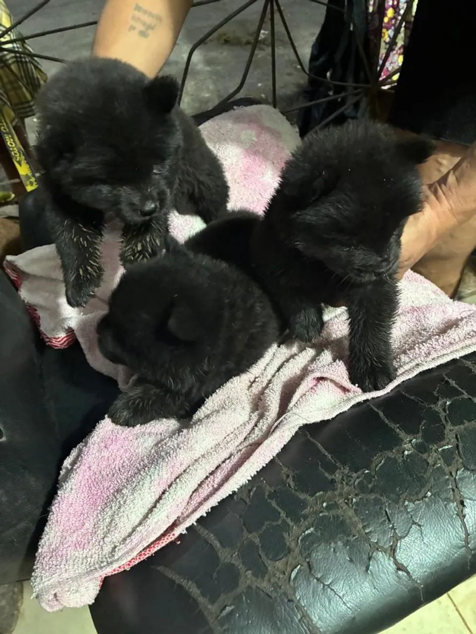 Chow chow - Foto 5
