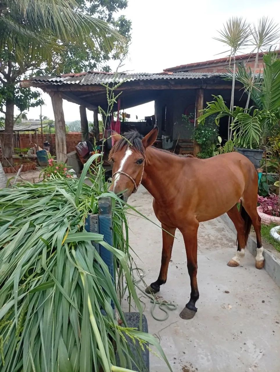 Carroça e Égua - Foto 2