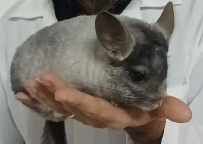 A Melhor Genética de CHINCHILAS !!! - Foto 3