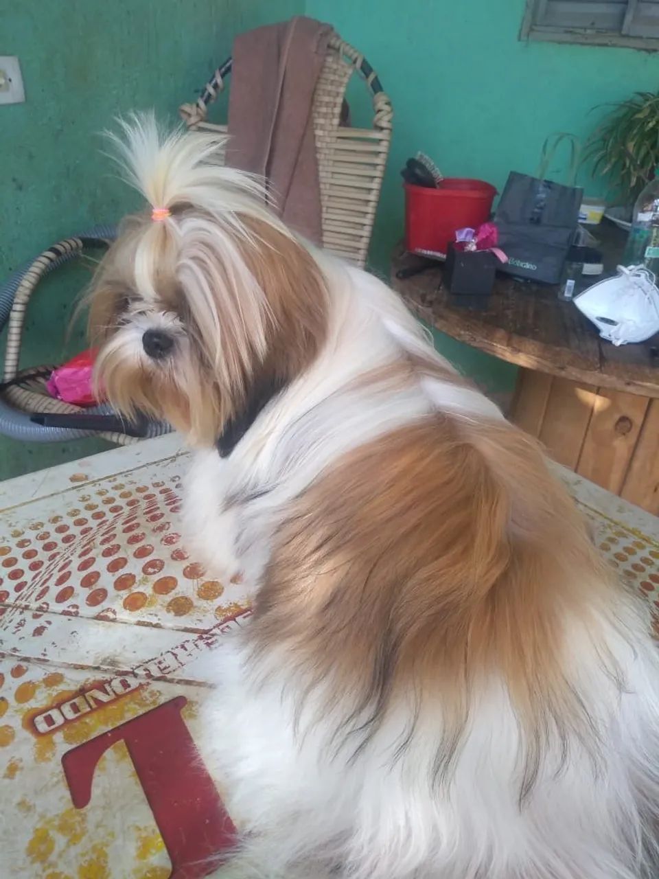Shis tzul - Foto 2