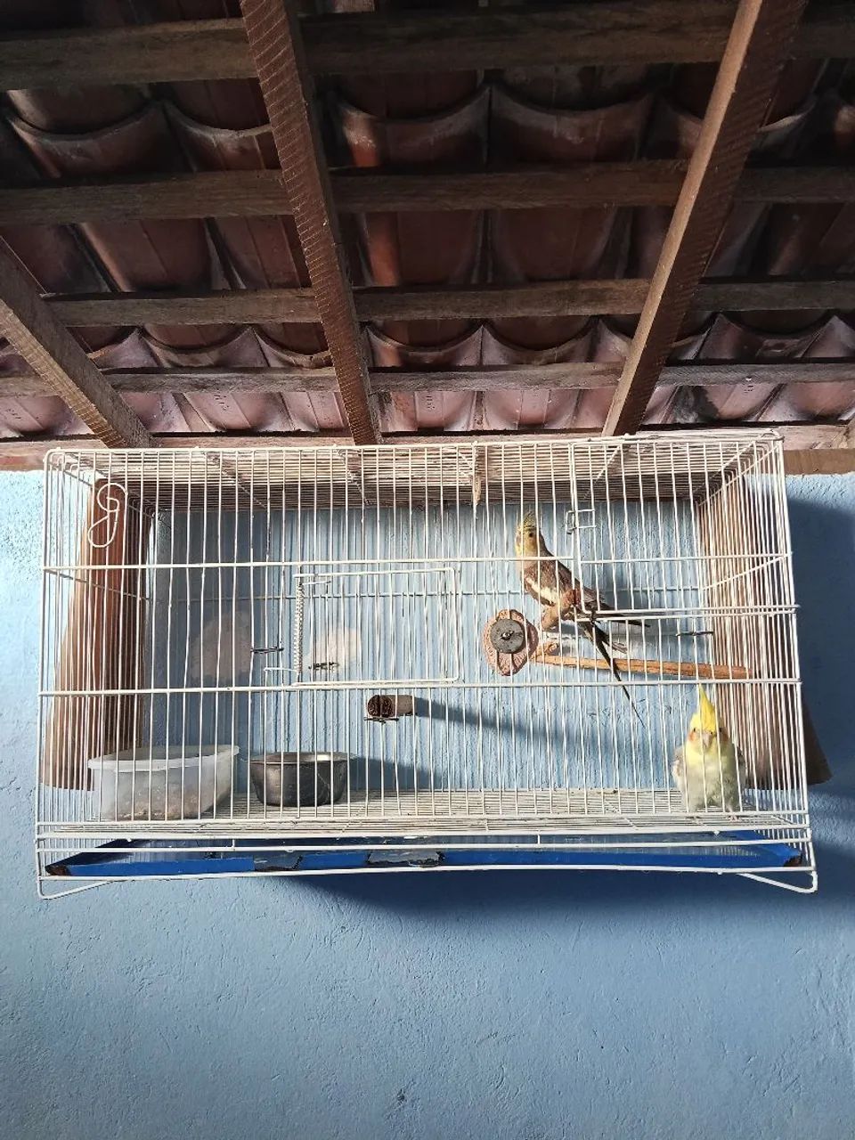 Gaiol@ complet@ ©alops!t@ c@sal