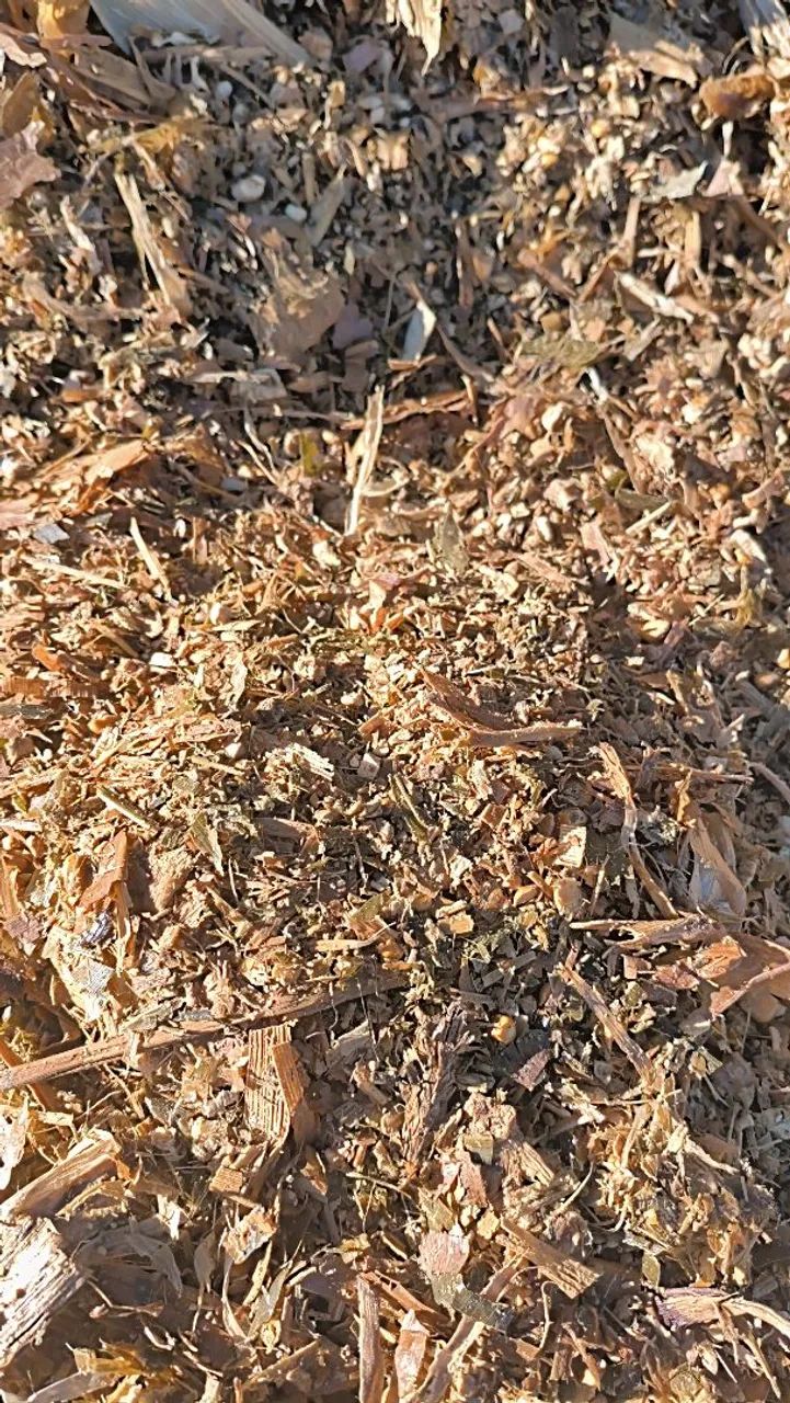 Enda de silagem ensacada - Foto 5