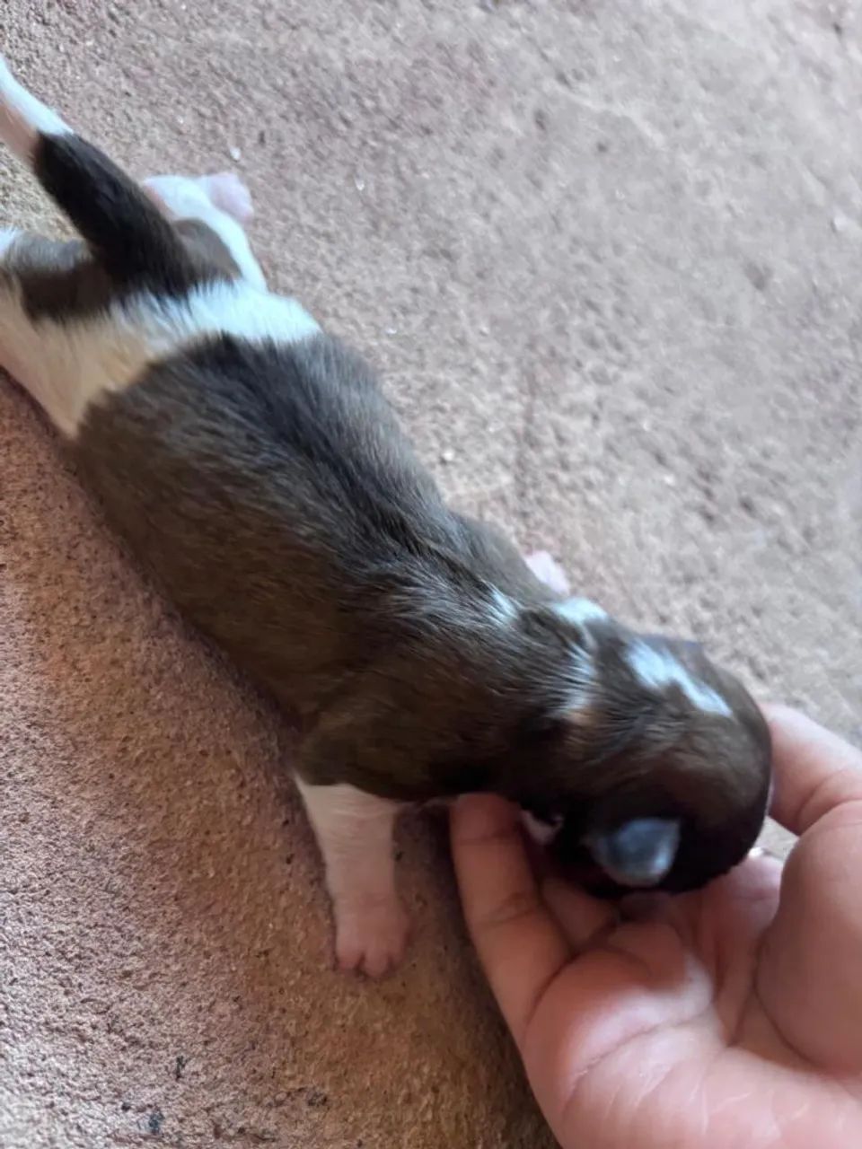Shitzu mini macho  - Foto 2