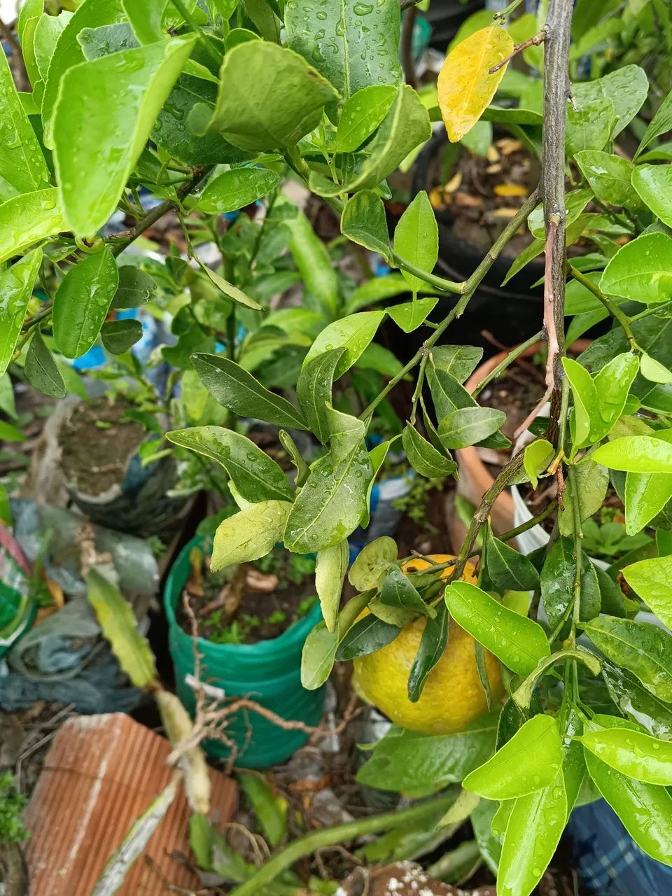 Lindas mudas enxertadas altamente produtiva - Foto 3