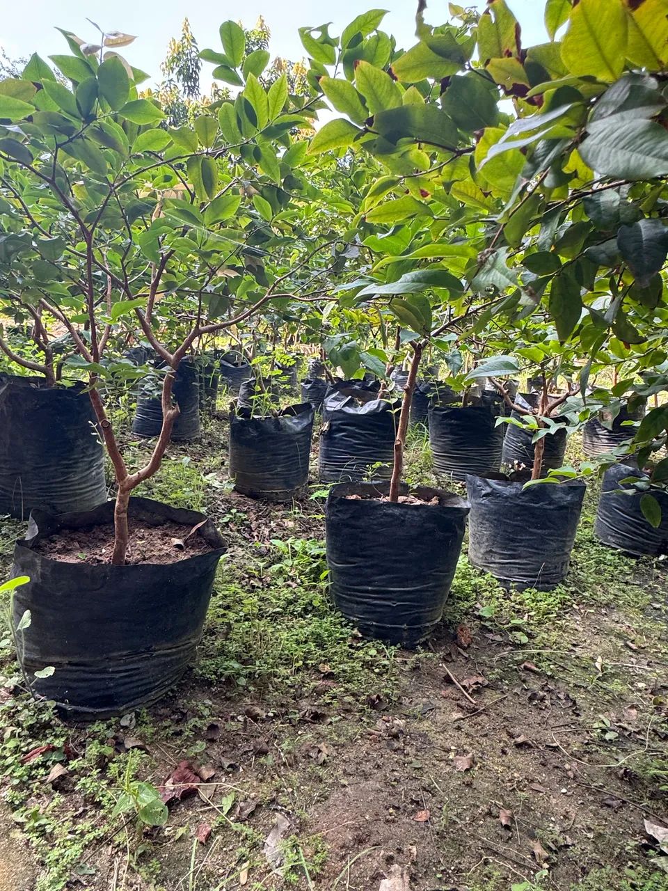 Jabuticaba mudas já produzindo - Foto 3