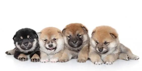 Shiba Inu