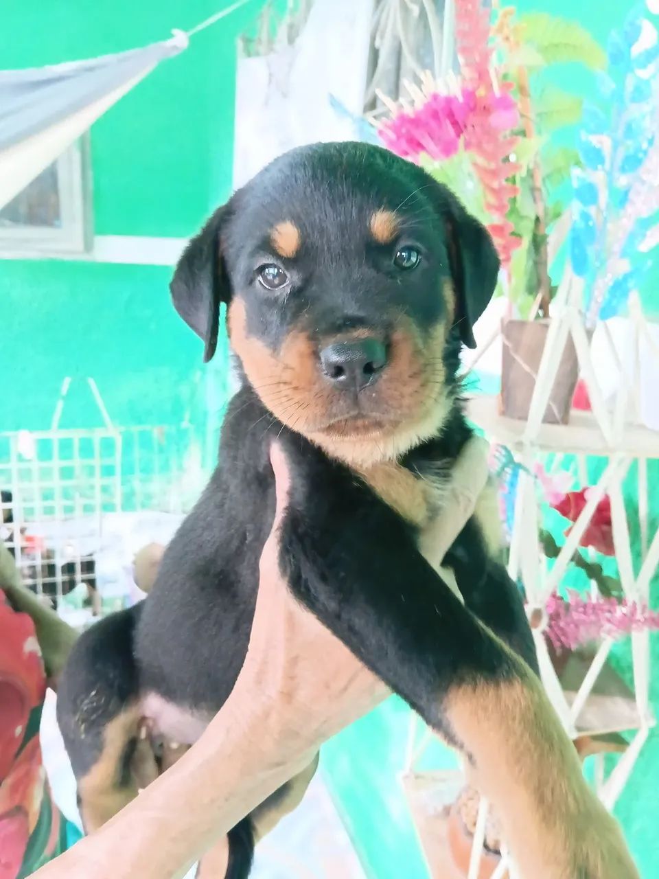 Rottweilers machos  - Foto 5