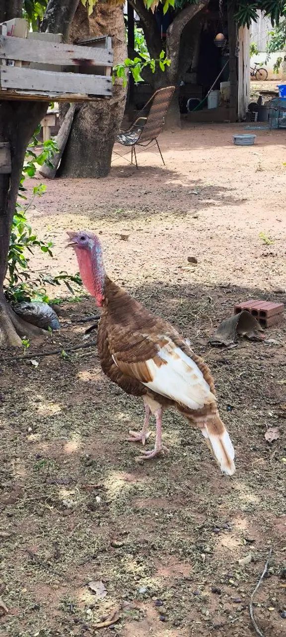 Casal de peru chocolate 