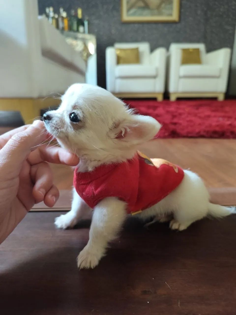Chihuahua de pêlo longo - Foto 5