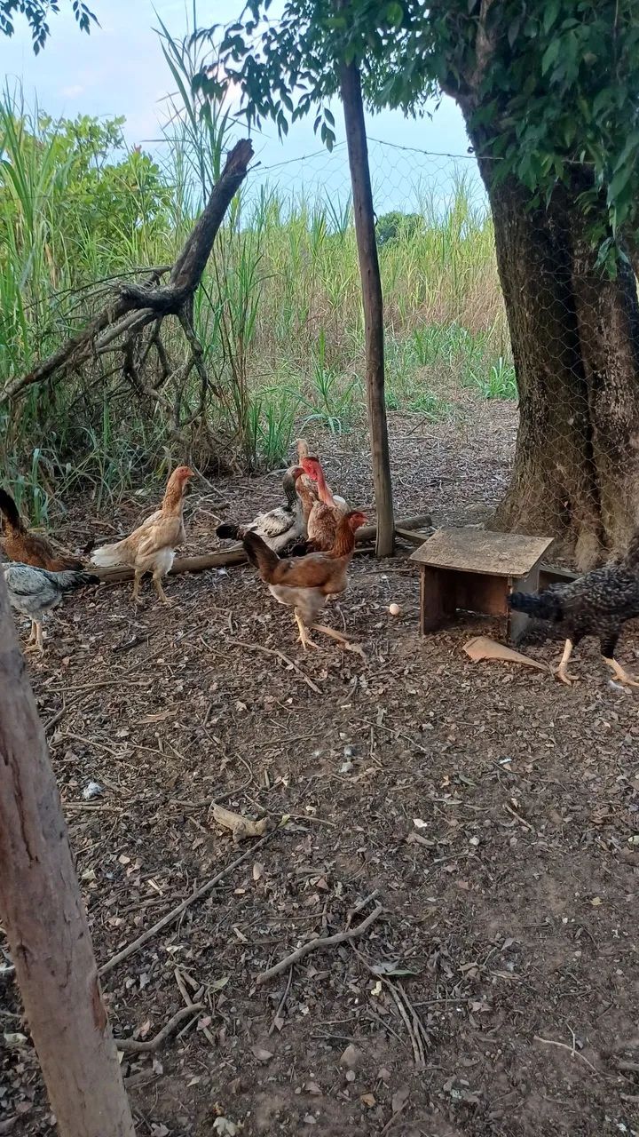 Galo e Galinhas  - Foto 4