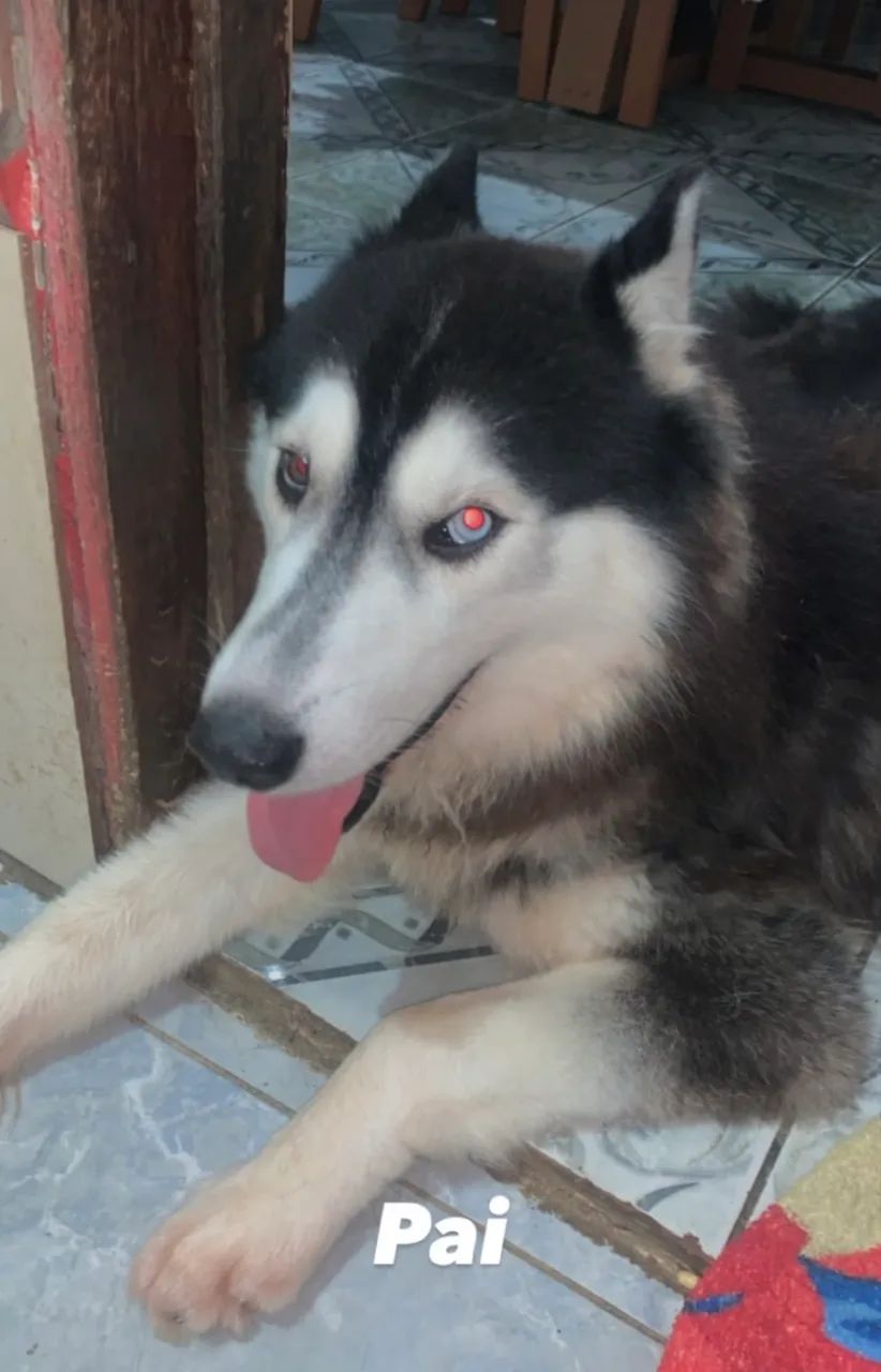 Husky Siberiano  - Foto 3