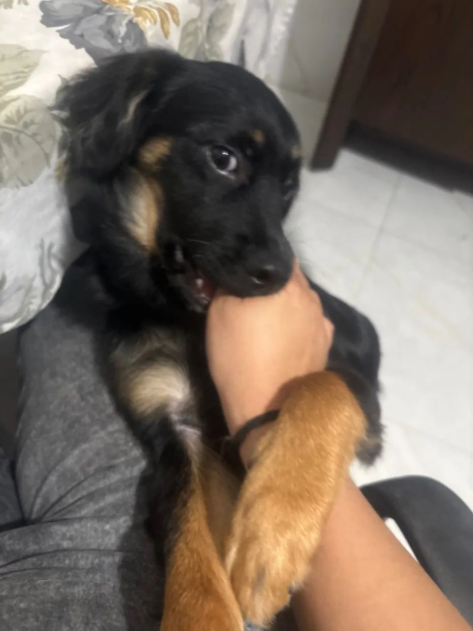 CACHORRO DOAÇÃO  - Foto 3