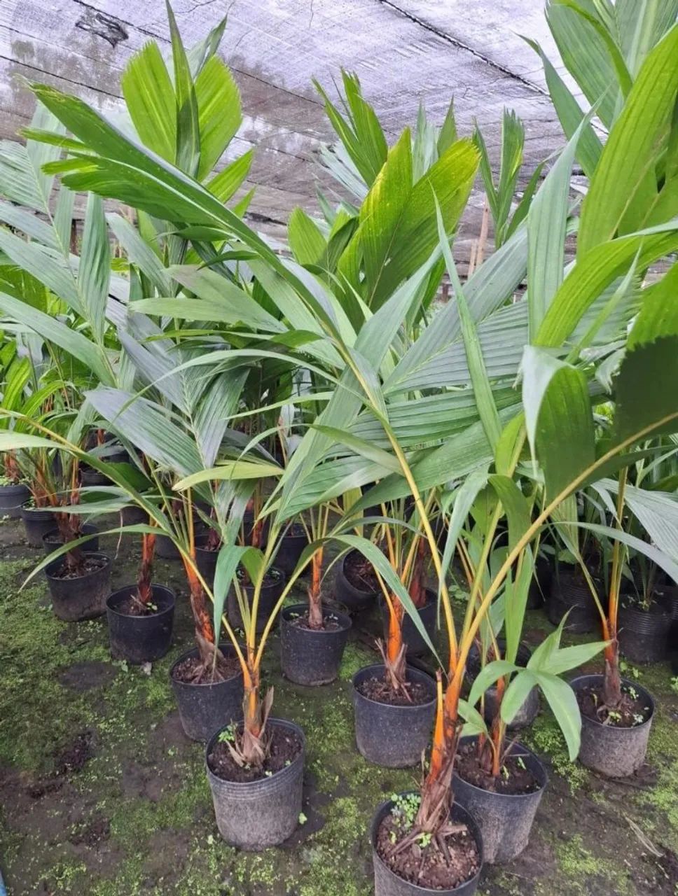 ? Parceria para Fornecimento de Plantas Ornamentais<br>