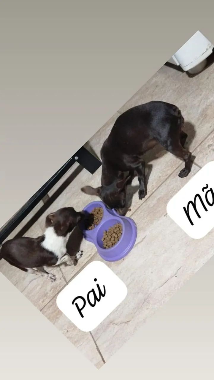 cachorro Pincher  - Foto 2