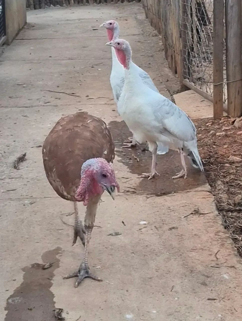 Pavo - Foto 4