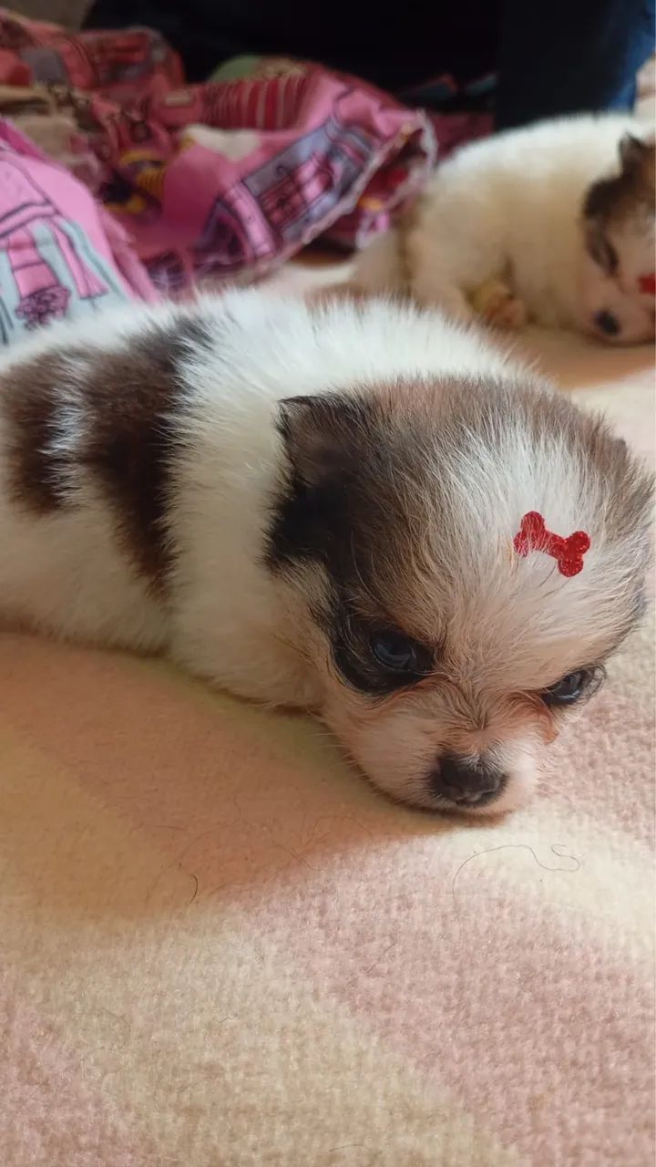 Cachorro