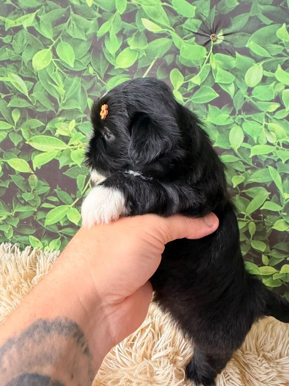 Shihtzu  - Foto 4
