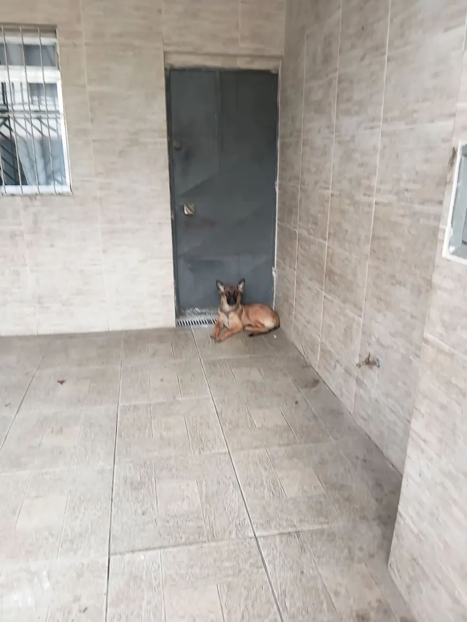 Cachorro  pastor alemão  - Foto 5
