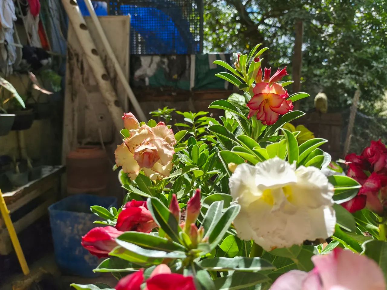 Rosas do deserto floridas - Foto 5
