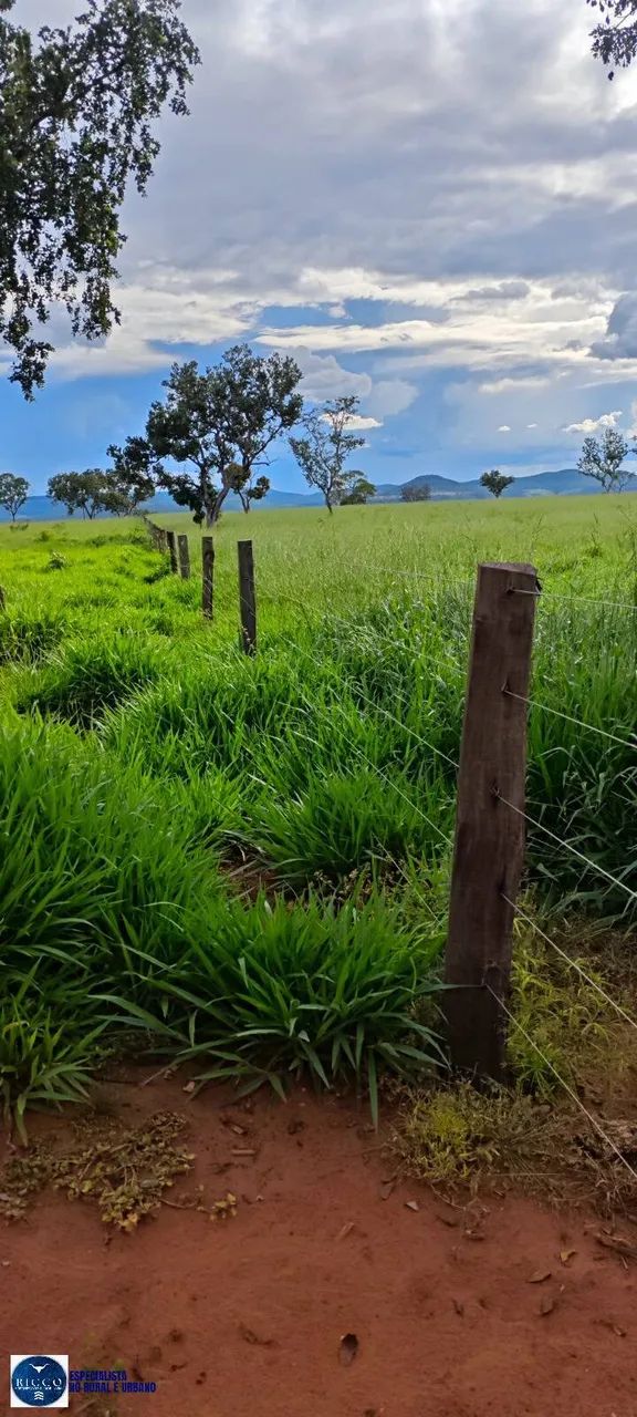 Fazenda à Venda em Ponte Alta do Tocantins (TO) | 536 alqueires - Foto 4