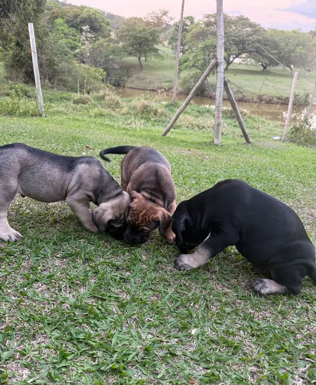Filhotes Cane Corso - Foto 5