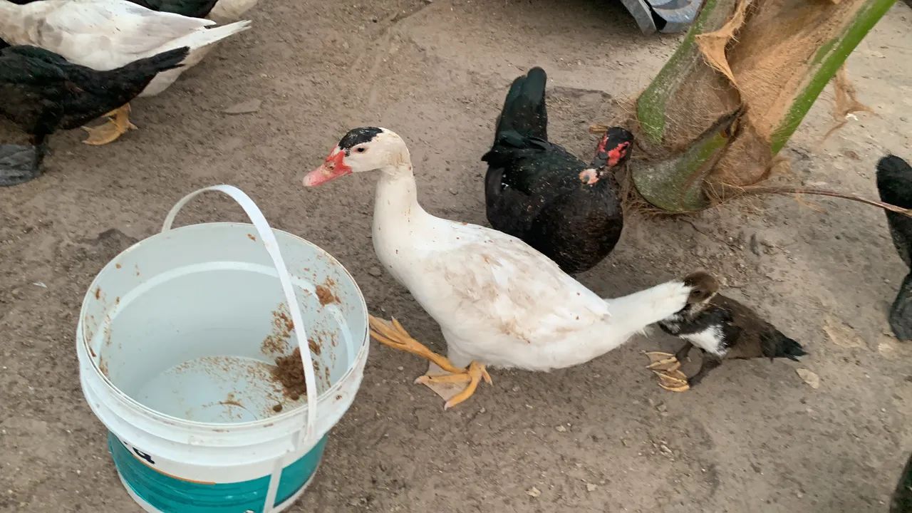 Pato - Foto 2