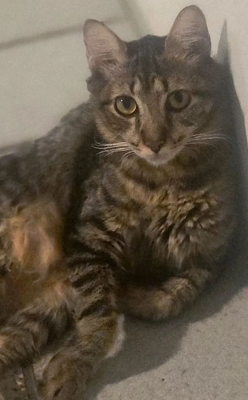 Gatinho castrado