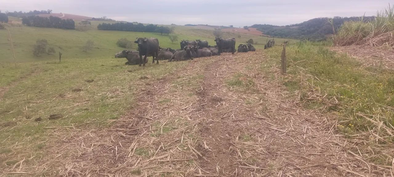 Vacas bufalas - Foto 2