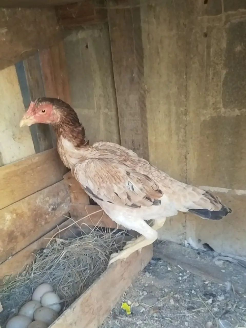 Galinha índio 
