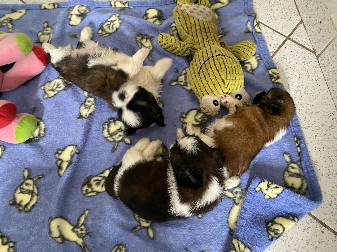 Vendo SHIH TZU - Foto 2