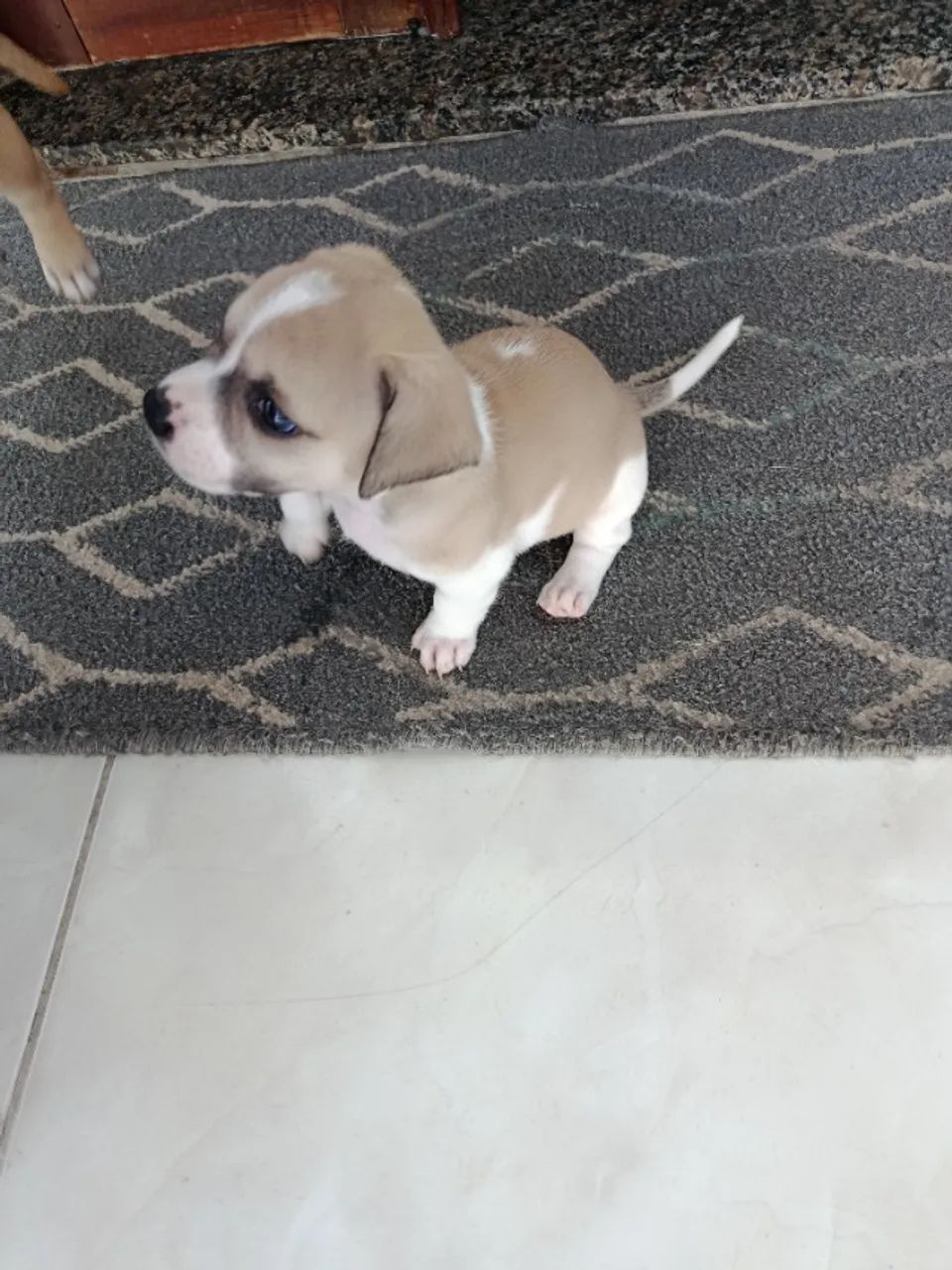 Filhotes pitbull - Foto 5