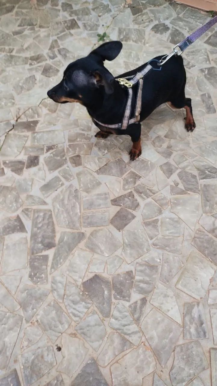 Pincher macho número 1 - Foto 2