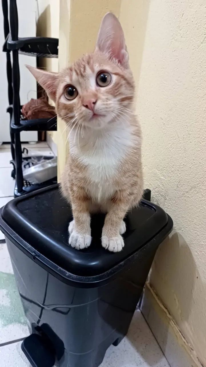 Gatinha laranja para doação responsável  - Foto 2