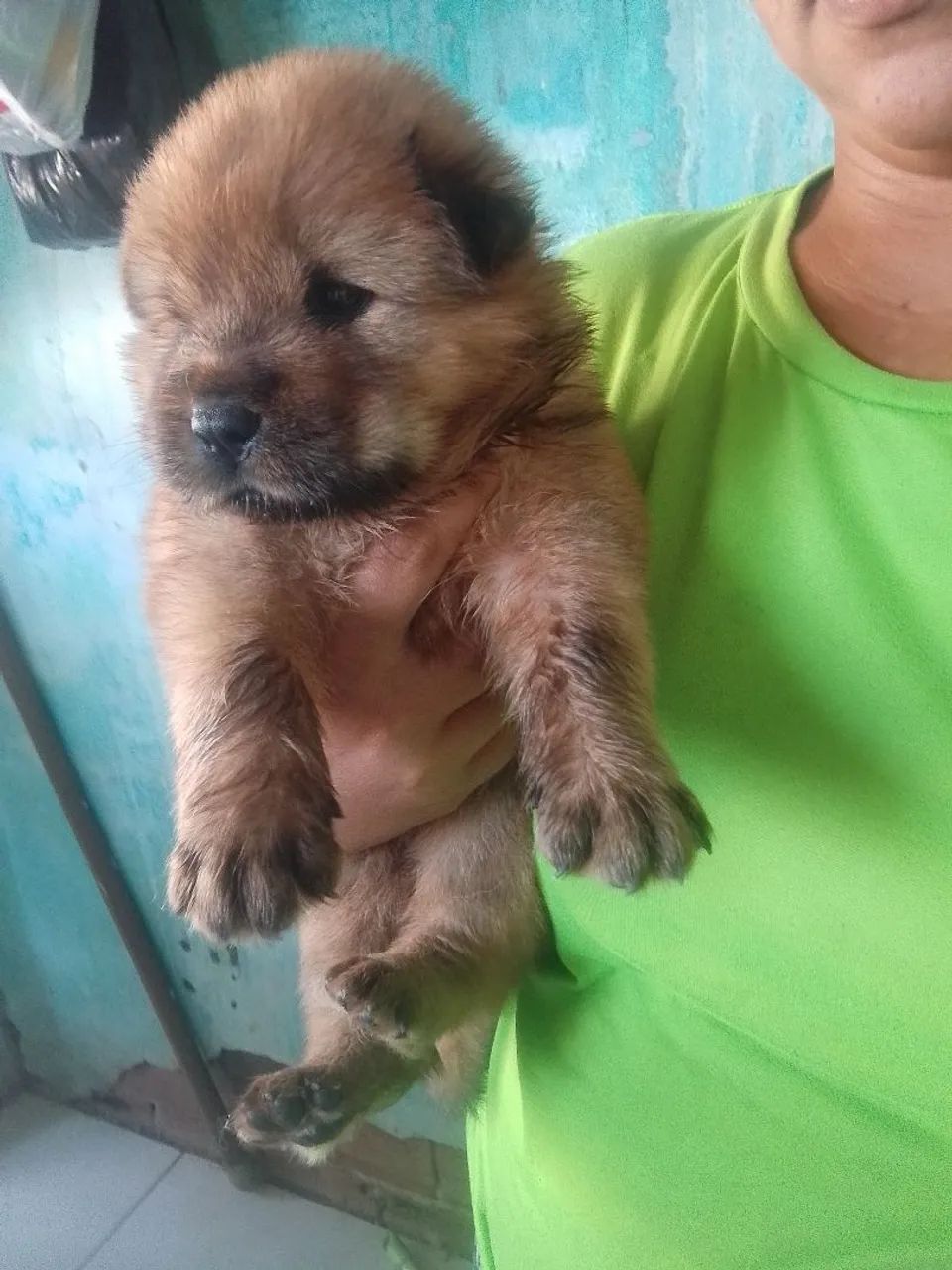 Chow Chow//  - Foto 3