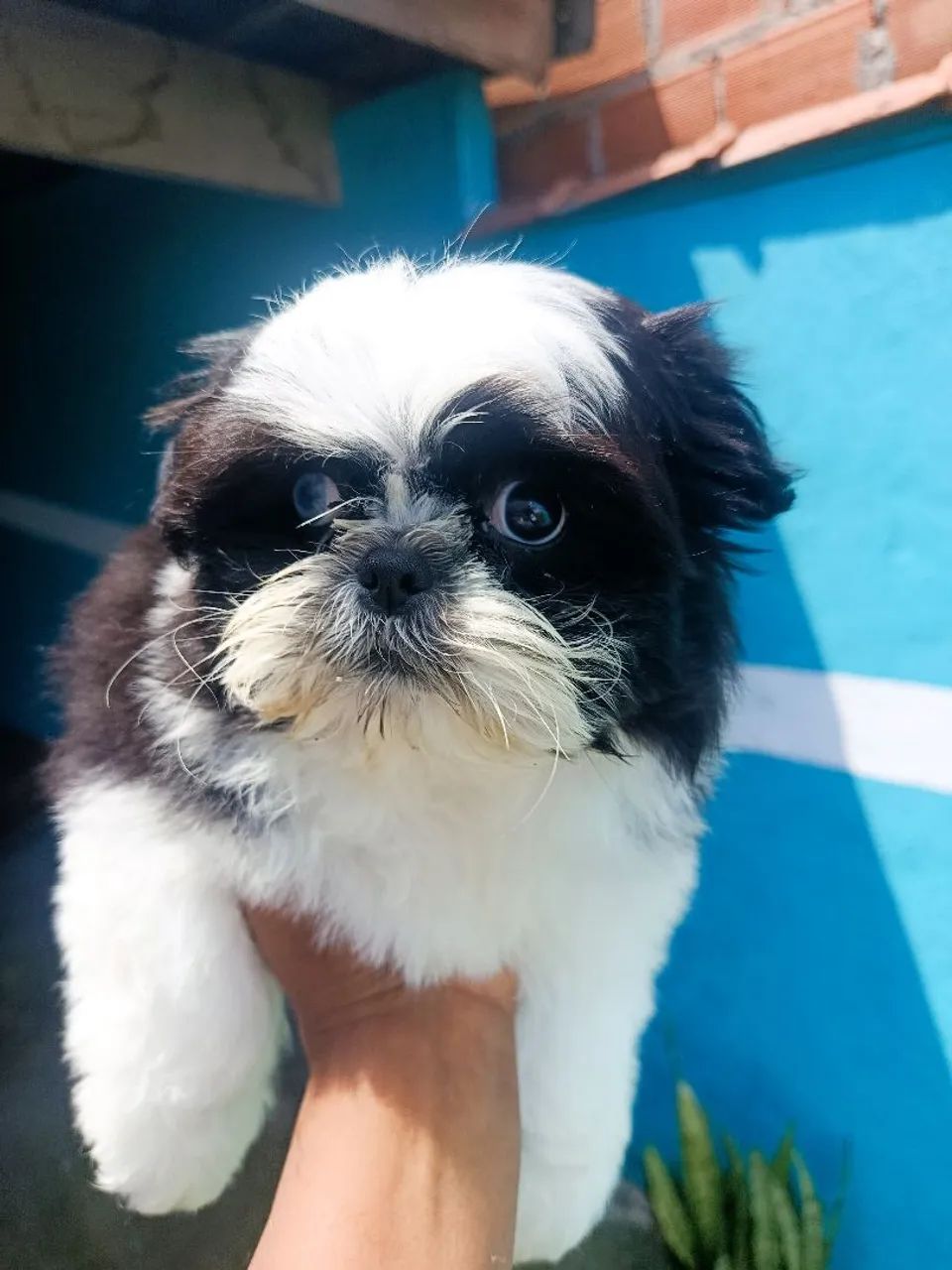 Shih tzu Macho 