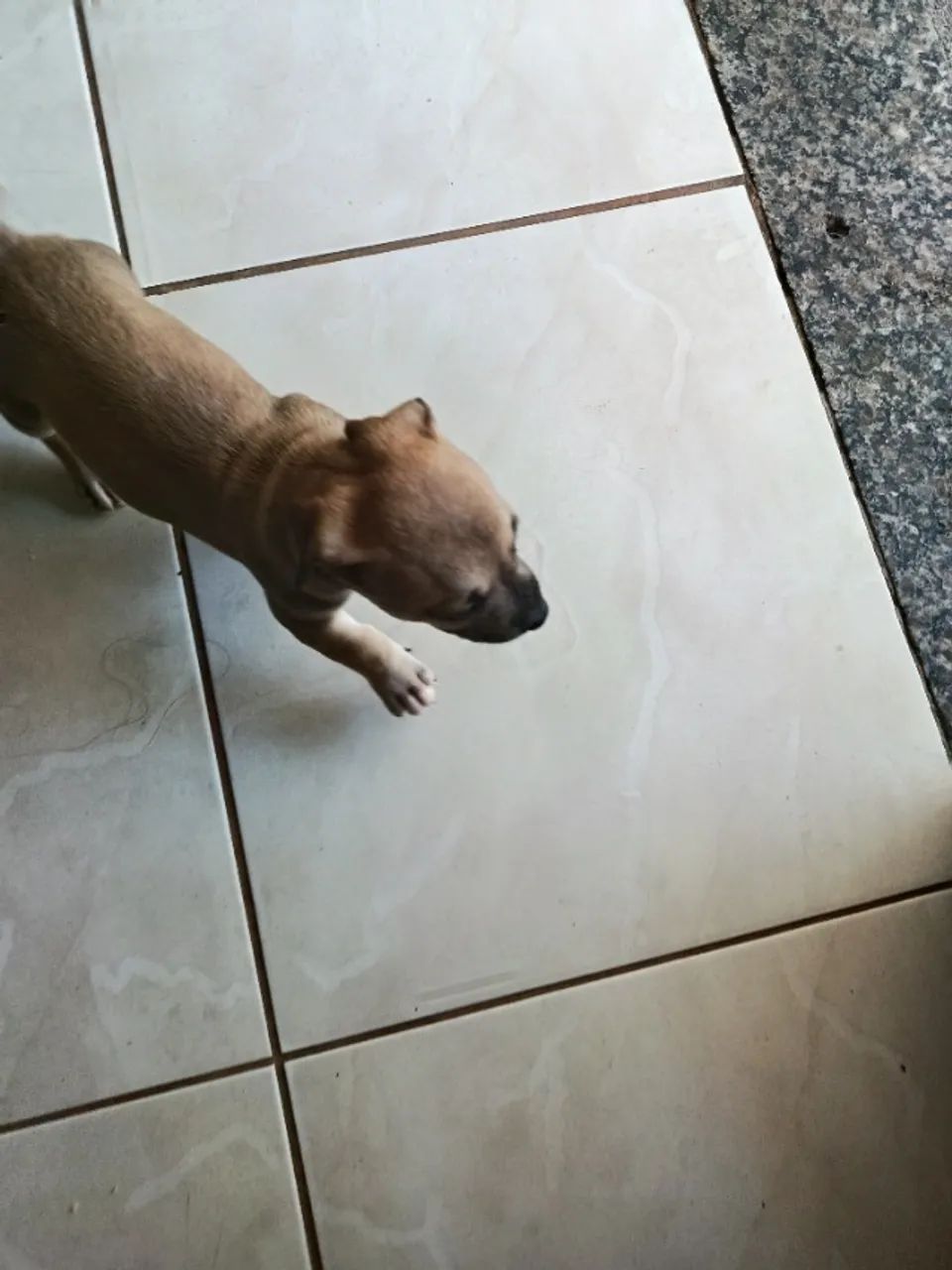 Filhotes pitbull - Foto 4