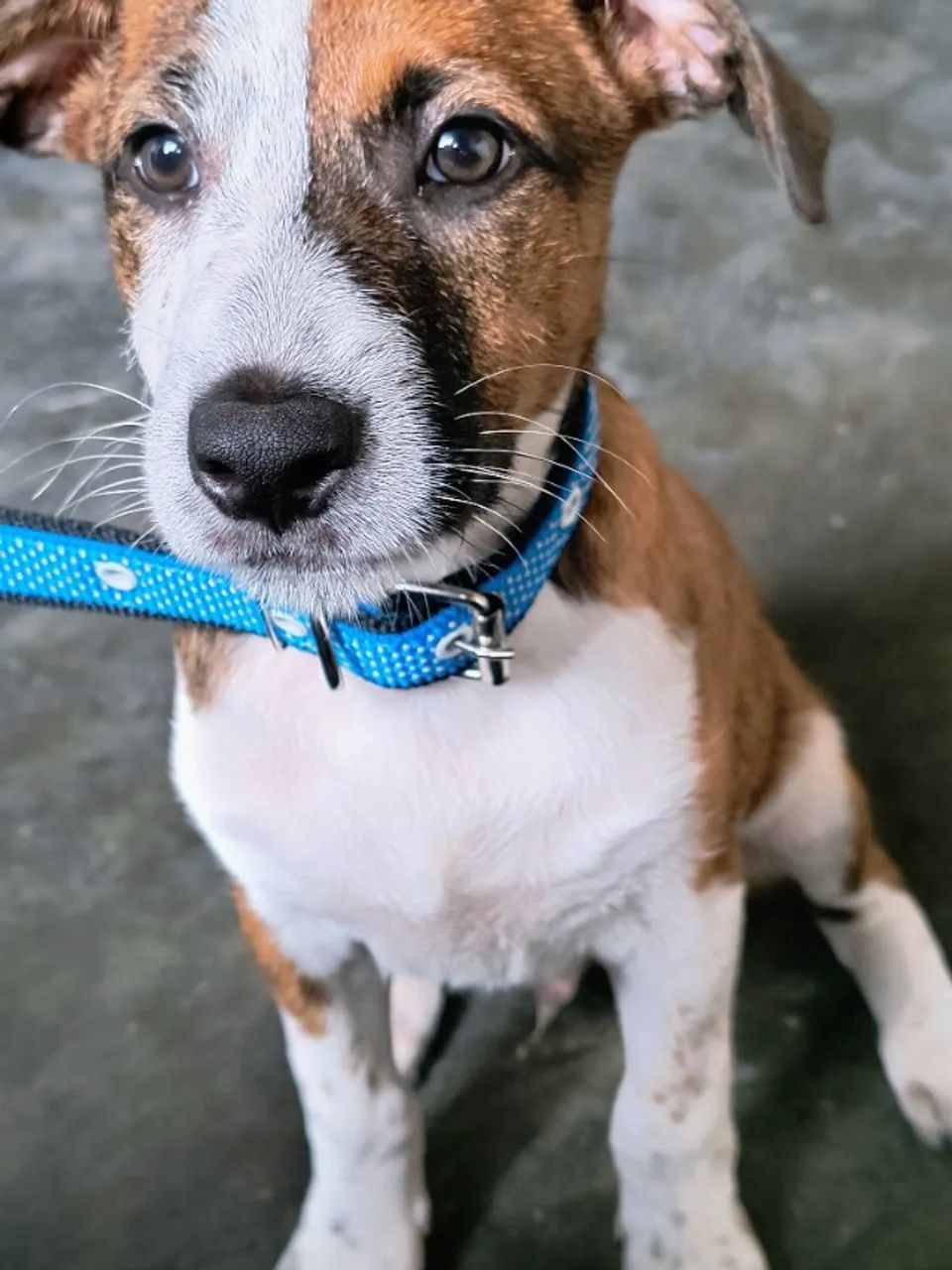 Cachorro  - Foto 4