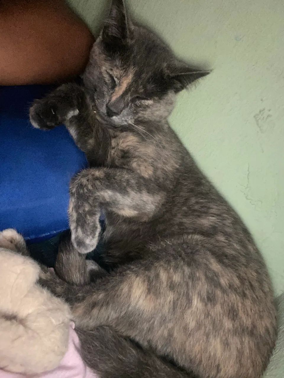 Gata castrada para adoção  - Foto 3