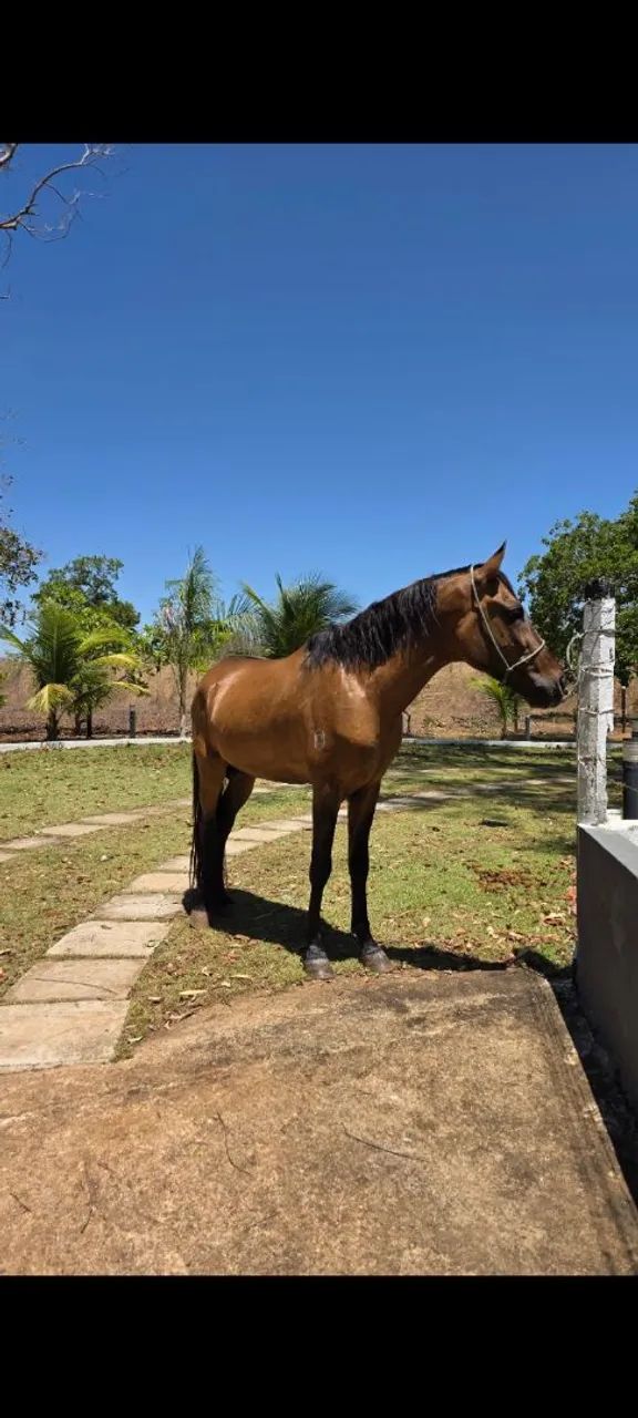 Mangalarga  - Foto 2