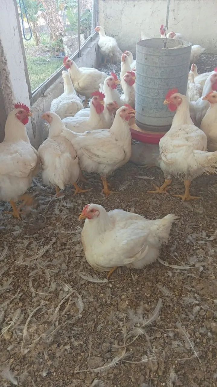 Frangos granja 