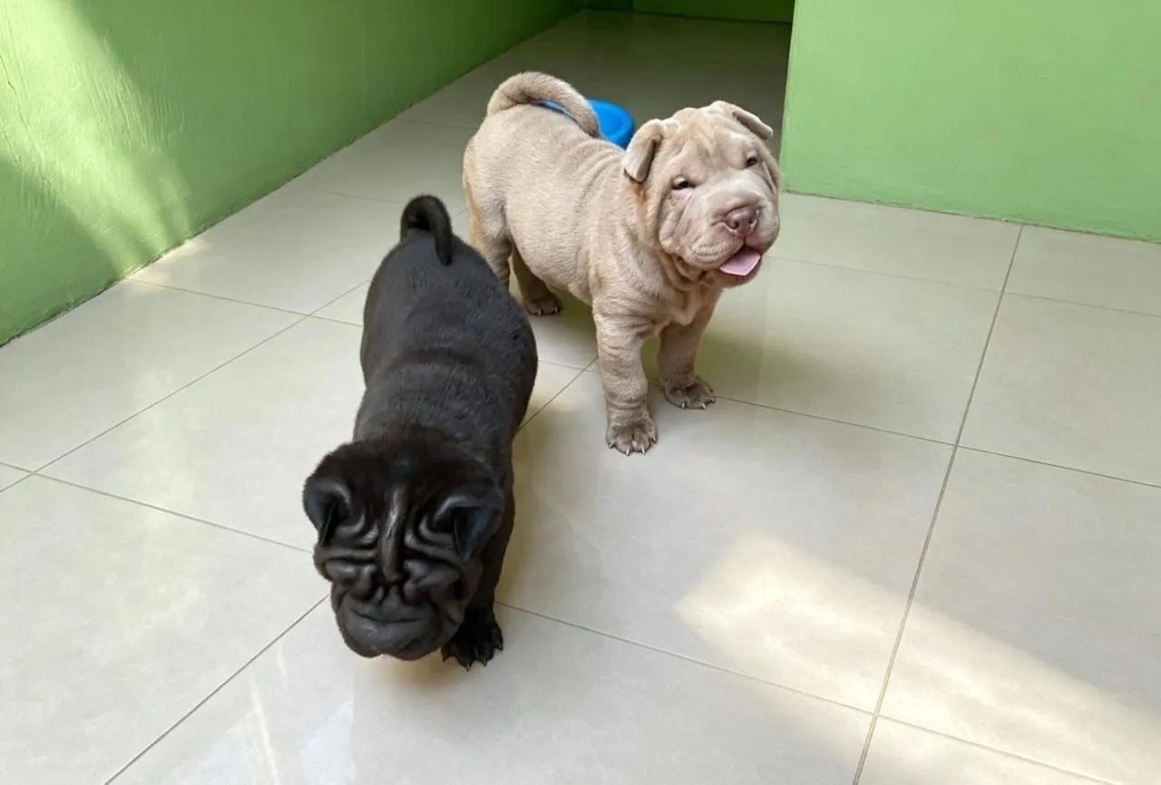 Shar Pei - Foto 2