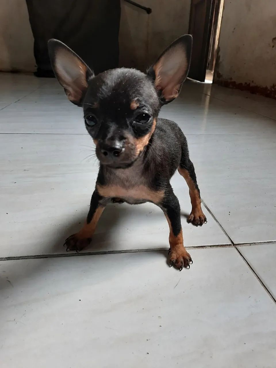 Pinscher Zero de procedência  - Foto 3